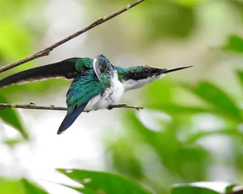 La Posada de las Aves en San Rafael, Antioquia: foto 4